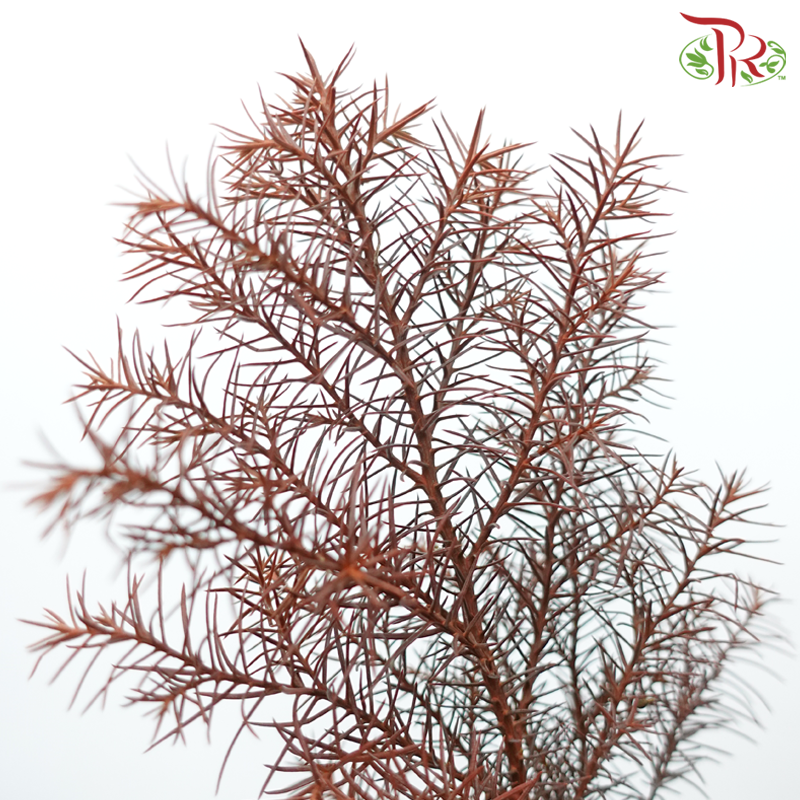 Needle Juniper (Per Bunch)-China-prflorist.com.my