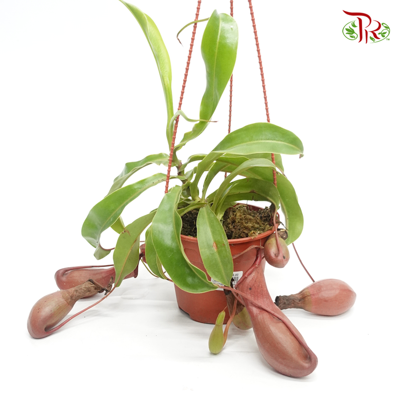 Nepenthes Alata《翼状猪笼草》