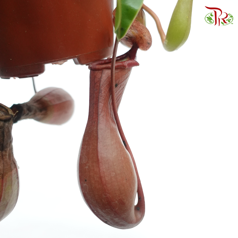 Nepenthes Alata《翼状猪笼草》