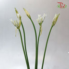 Nerine - White (2 Stems)-White-Netherland-prflorist.com.my