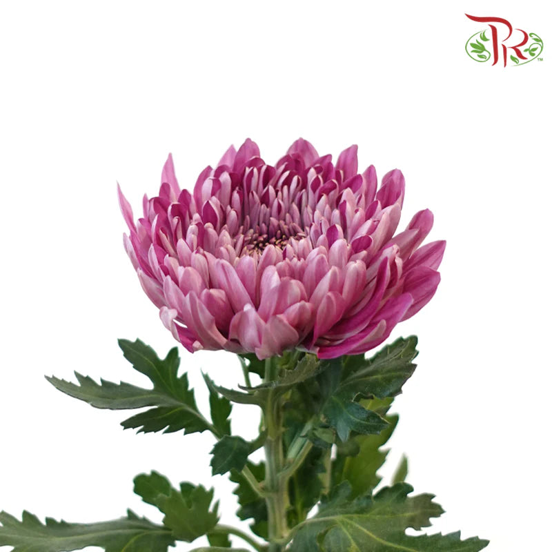 Net Mum Chrysanthemum Big