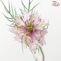 Nigella Lilac - Per Bunch-Lilac-China-prflorist.com.my