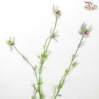 Nigella Lilac - Per Bunch-Lilac-China-prflorist.com.my