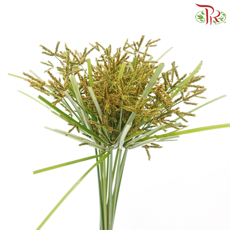 Nut Grass US - Brown (Per Bunch)-Brown-Malaysia-prflorist.com.my