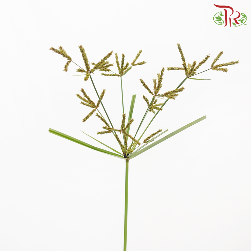 Nut Grass US - Brown (Per Bunch)-Brown-Malaysia-prflorist.com.my
