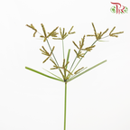 Nut Grass US - Brown (Per Bunch)-Brown-Malaysia-prflorist.com.my
