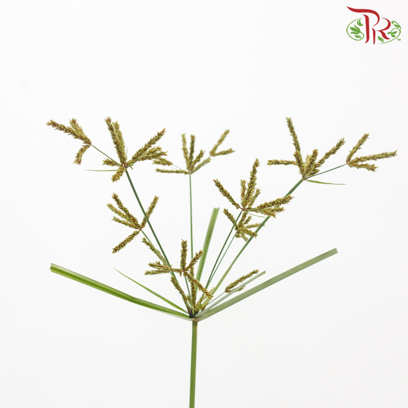 Nut Grass US - Brown (Per Bunch)-Brown-Malaysia-prflorist.com.my