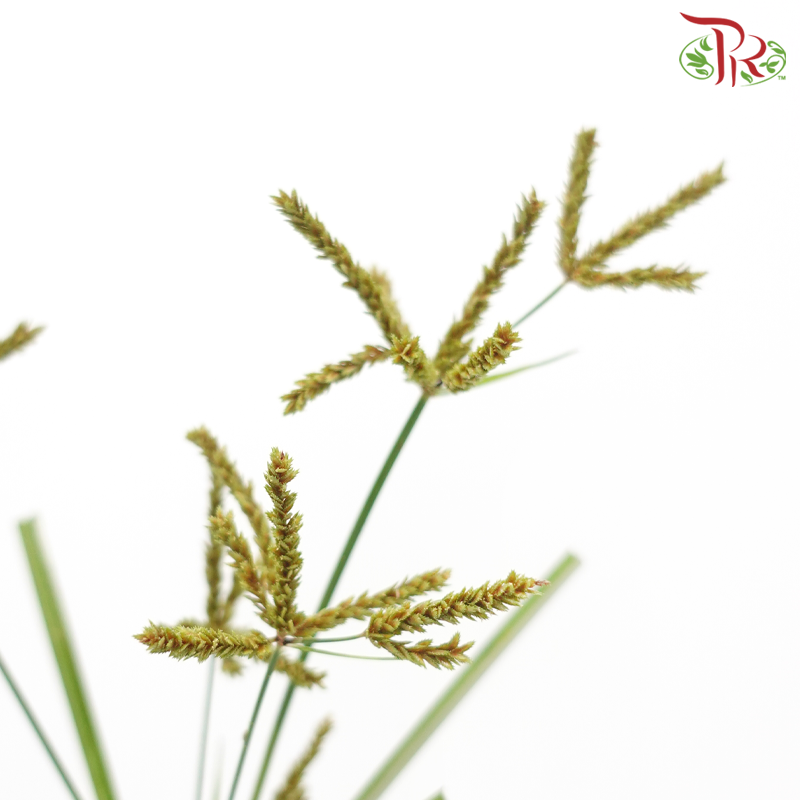 Nut Grass US - Brown (Per Bunch)-Brown-Malaysia-prflorist.com.my