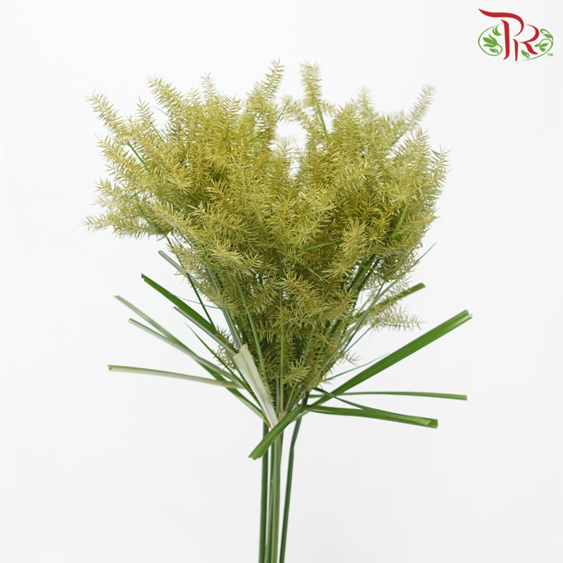 Nut Grass US - Yellow (Per Bunch)-Yellow-Malaysia-prflorist.com.my