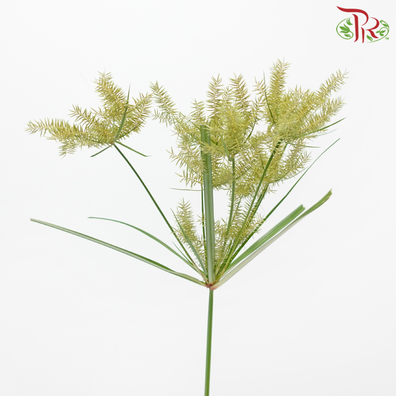 Nut Grass US - Yellow (Per Bunch)-Yellow-Malaysia-prflorist.com.my