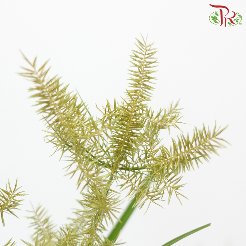 Nut Grass US - Yellow (Per Bunch)-Yellow-Malaysia-prflorist.com.my