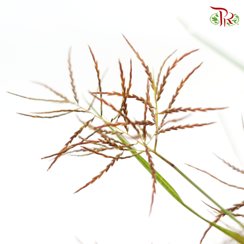 Nutsedge (Per Bunch)-Green-Malaysia-prflorist.com.my