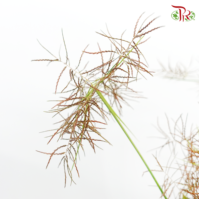 Nutsedge (Per Bunch)-Green-Malaysia-prflorist.com.my