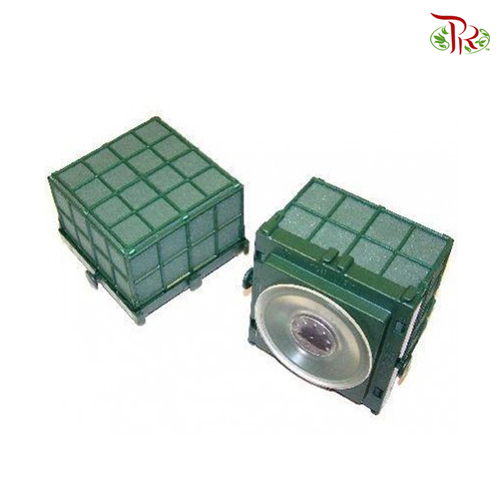 Oasis Domino Auto Corso (3021) (Per Unit)-Oasis-prflorist.com.my