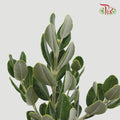 Pittosporum Ralphy