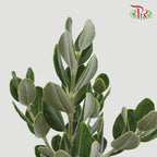 Pittosporum Ralphy