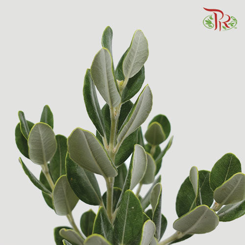 Pittosporum Ralphy
