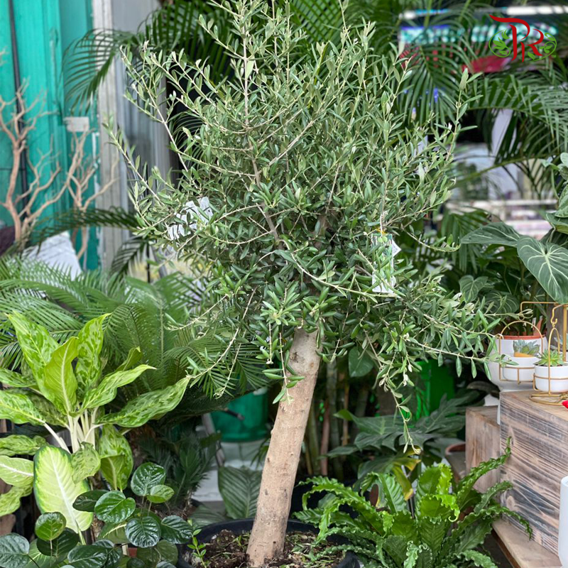 Olea Europaea《油橄欖》