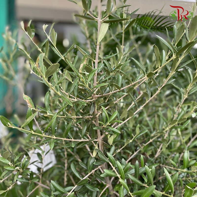 Olea Europaea《油橄欖》