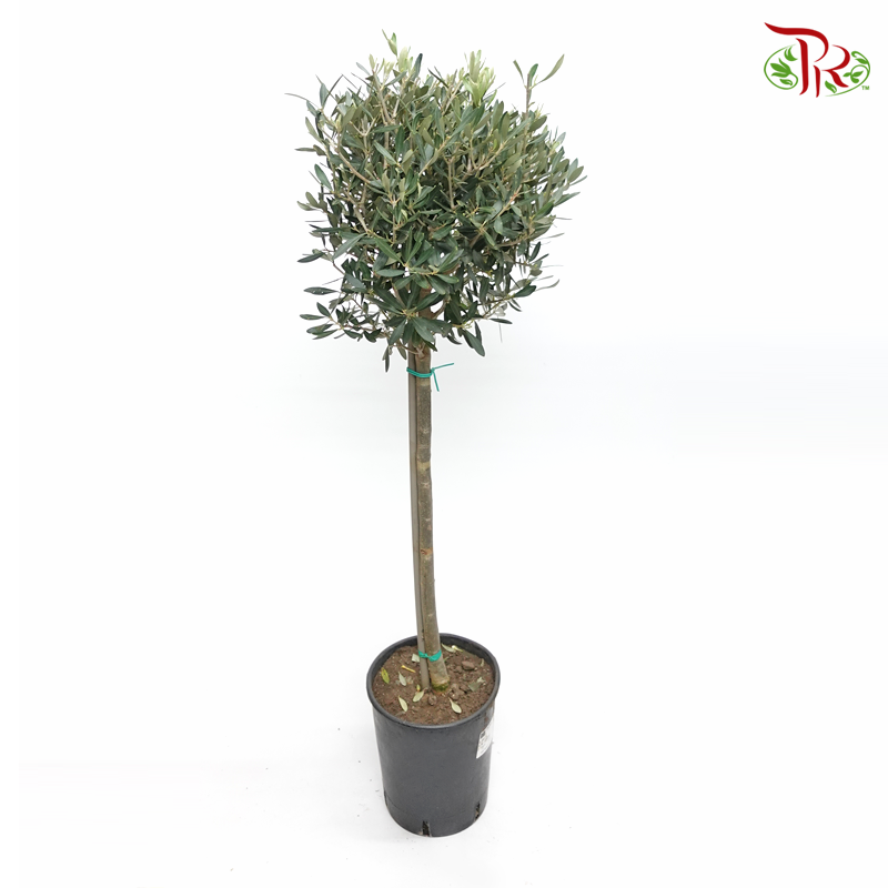 Olea Europaea - Olive Tree 100-110CM《油橄欖》