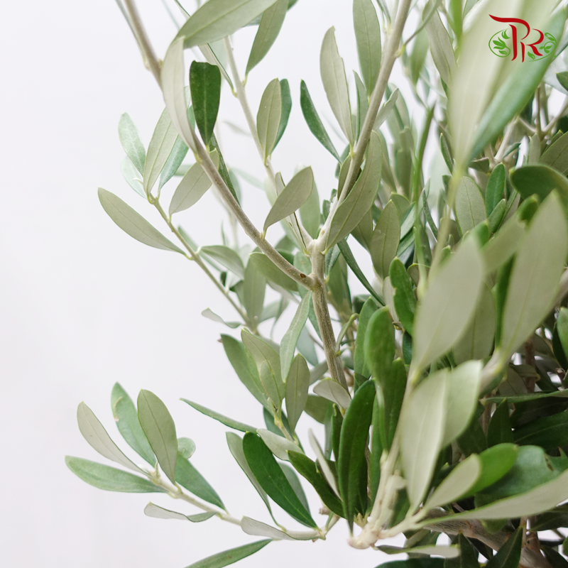Olea Europaea - Olive Tree 100-110CM《油橄欖》