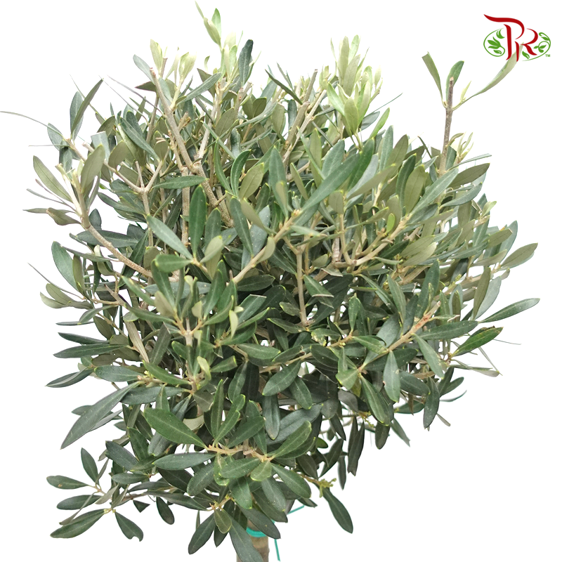 Olea Europaea - Olive Tree 100-110CM《油橄欖》