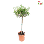 Olea Europaea - Olive Tree《油橄欖》(90cm)