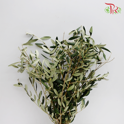 Olive Leaf - Per Bundle-Netherland-prflorist.com.my