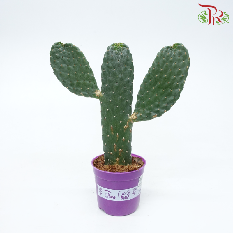 Opuntia Chinensis P110《万岁掌无刺仙人掌》-Pudu Ria Florist-prflorist.com.my