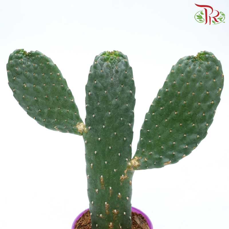 Opuntia Chinensis P110《万岁掌无刺仙人掌》-Pudu Ria Florist-prflorist.com.my