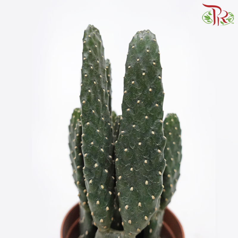Opuntia Chinensis《萬歲掌無刺-仙人掌》-Pudu Ria Florist-prflorist.com.my