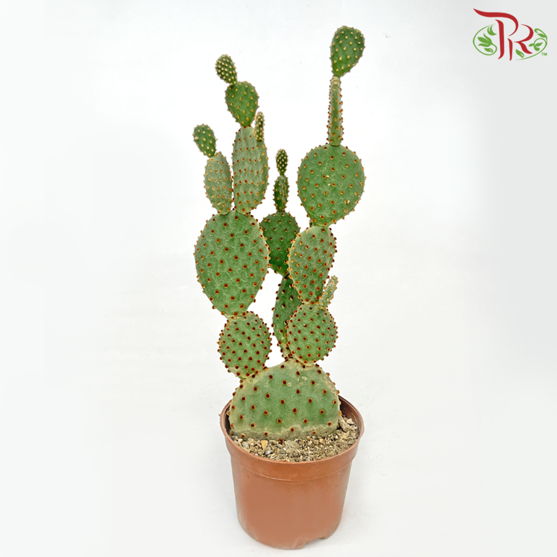 Opuntia Chinensis P110《万岁掌无刺仙人掌》