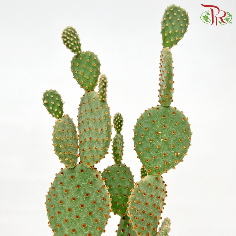 Opuntia Chinensis P110《万岁掌无刺仙人掌》