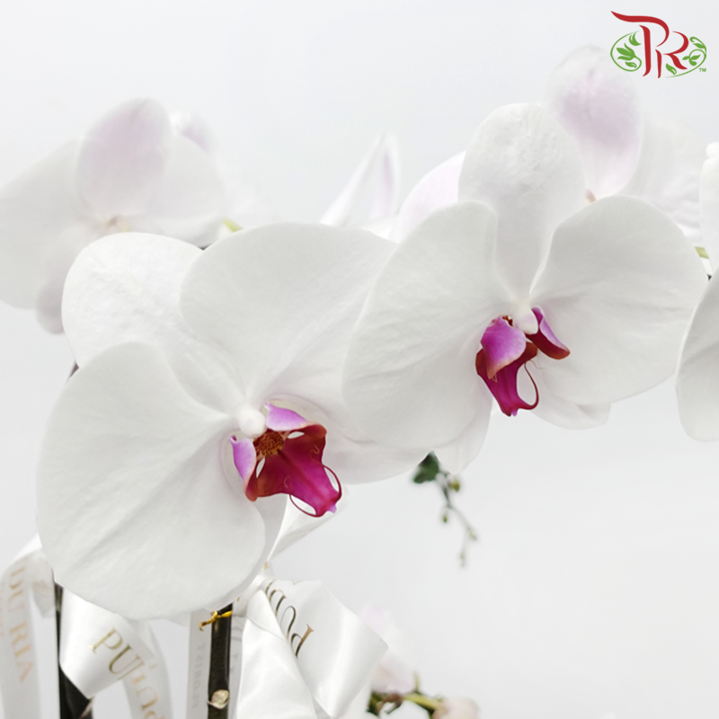 Orchid Arrangement in Classis Pot (Random Choose Orchid Colour, Design & Deco)-Pudu Ria Florist-prflorist.com.my