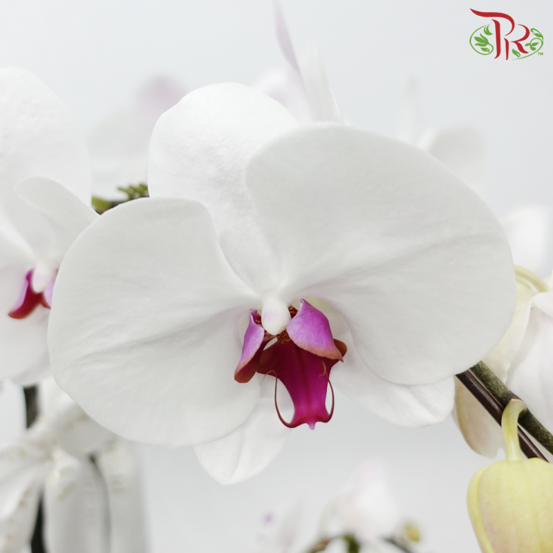 Orchid Arrangement in Classis Pot (Random Choose Orchid Colour, Design & Deco)-Pudu Ria Florist-prflorist.com.my
