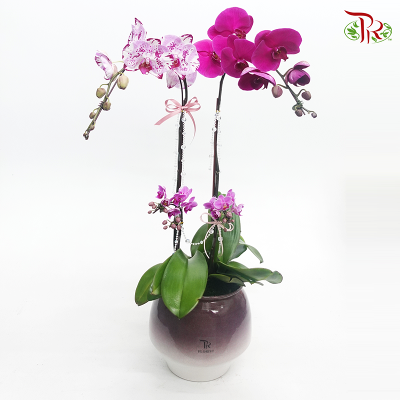 Orchid Gift Plant Collection (Random Choose Colour)-Pudu Ria Florist-prflorist.com.my