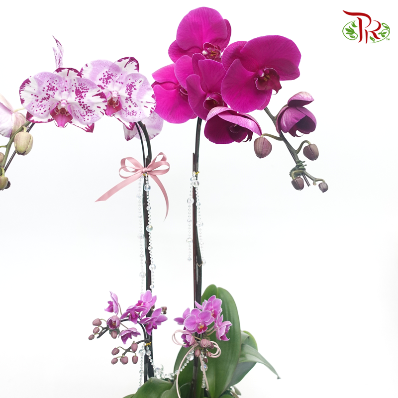 Orchid Gift Plant Collection (Random Choose Colour)-Pudu Ria Florist-prflorist.com.my