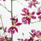 Orchid Oncidium Dancing Lady - Cherry Pink (5 Stems)-Cherry Pink-Vietnam-prflorist.com.my