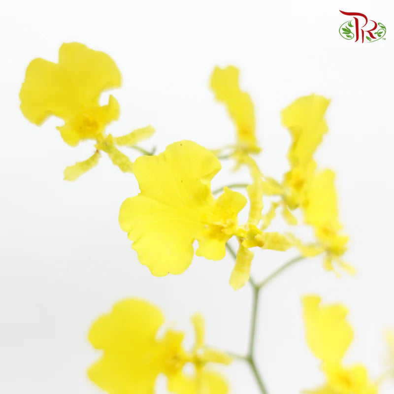Orchid Oncidium Dancing Lady