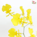 Orchid Oncidium Dancing Lady