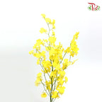 Orchid Oncidium Dancing Lady