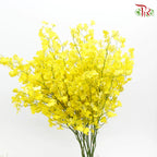 Orchid Oncidium Dancing Lady