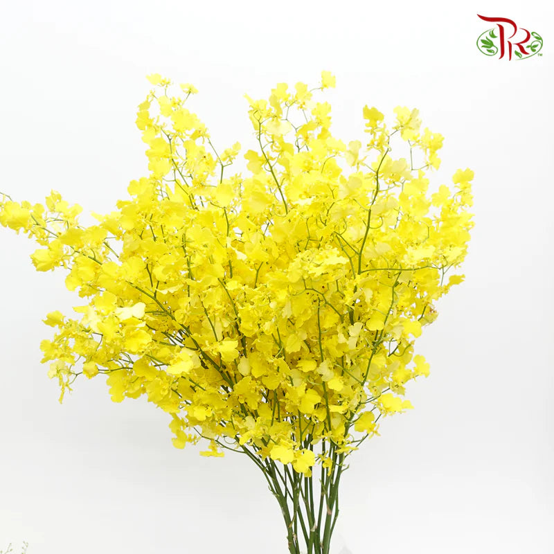 Orchid Oncidium Dancing Lady