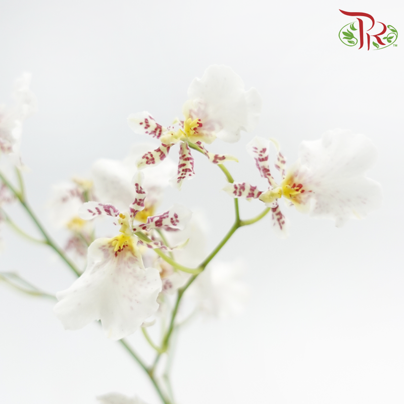 Orchid Oncidium Dancing Lady - Snow White (5 Stems)-White-Import-prflorist.com.my