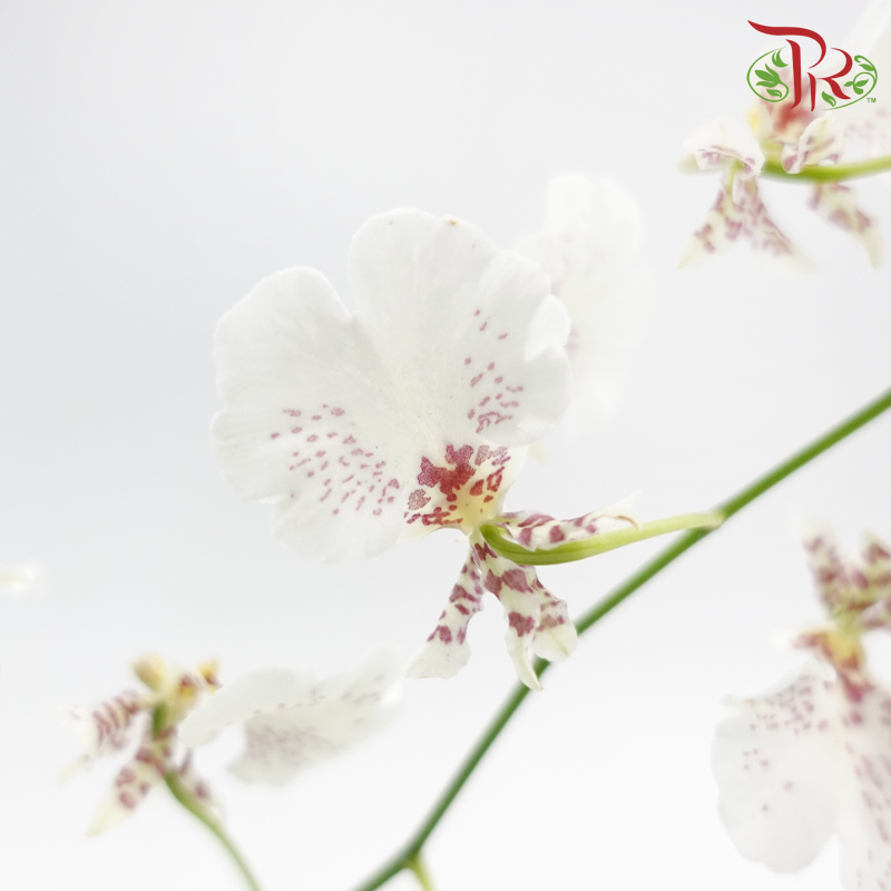 Orchid Oncidium Dancing Lady - Snow White (5 Stems)-White-Import-prflorist.com.my