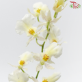 Orchid Oncidium Dancing Lady - Snow White (5 Stems)-White-Vietnam-prflorist.com.my