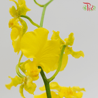 Orchid Oncidium - Dancing Lady Yellow - 5 Stems-Yellow-Vietnam-prflorist.com.my