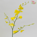 Orchid Oncidium - Dancing Lady Yellow - 5 Stems-Yellow-Vietnam-prflorist.com.my