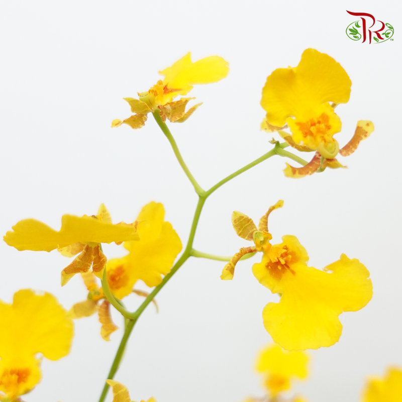 Orchid Oncidium - Dancing Lady Yellow/Red Lips (2L) (10 stems)-Yellow-Malaysia-prflorist.com.my