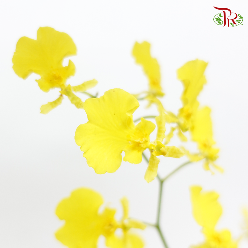 Orchid Oncidium Lemon Yellow - (10 Stems) (50cm)-Yellow-Import-prflorist.com.my